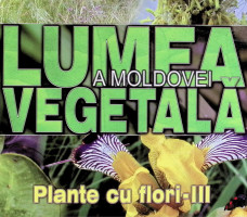 Lumea vegetală a Moldovei: Plante cu flori - III